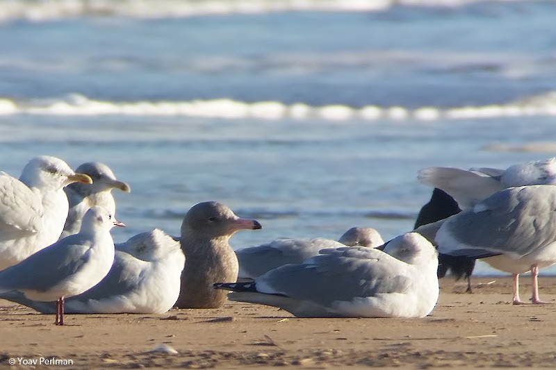 Glaucous Gull - ML46524671