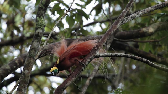 アカカザリフウチョウ - ML465247