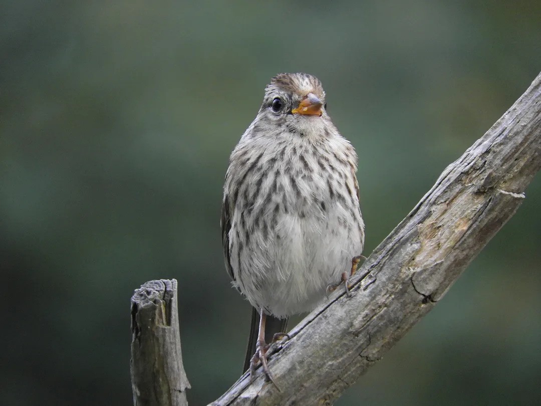 Porsuk Serçesi (pugetensis) - ML465247341