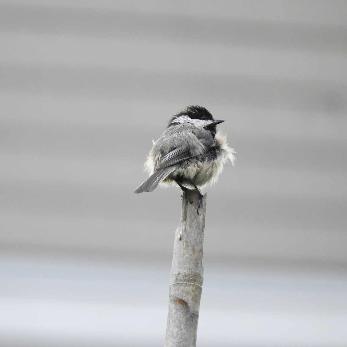 Black-capped Chickadee - ML465247571