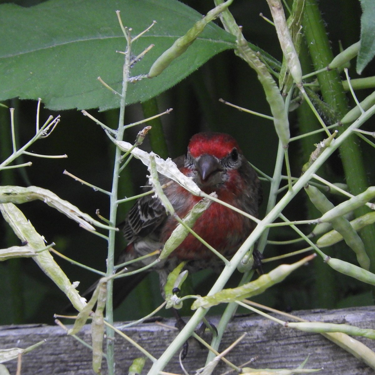 House Finch - ML465247641