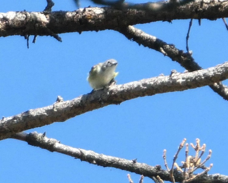 Cassin's Vireo - ML465247881