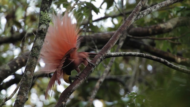 アカカザリフウチョウ - ML465248