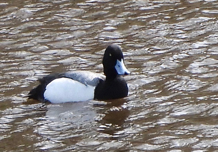 Greater Scaup - ML465248281