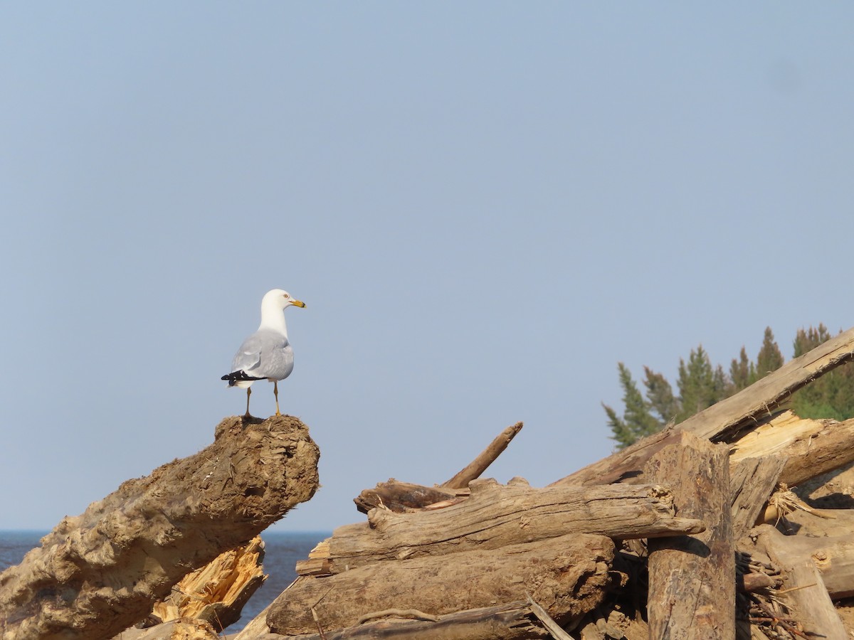 Ring-billed Gull - ML465248531