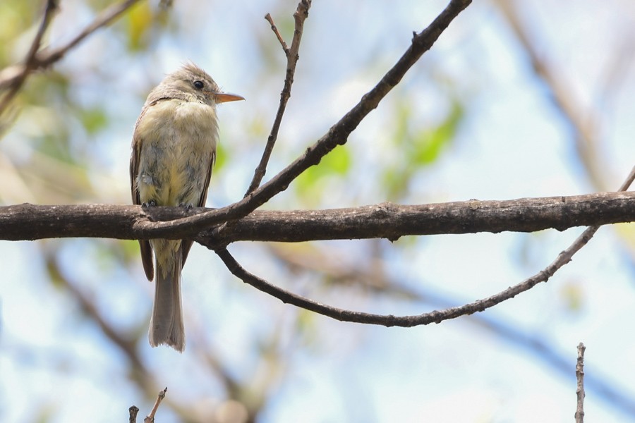 Greater Pewee - ML465249191