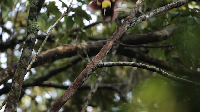 Каштановая райская птица - ML465250