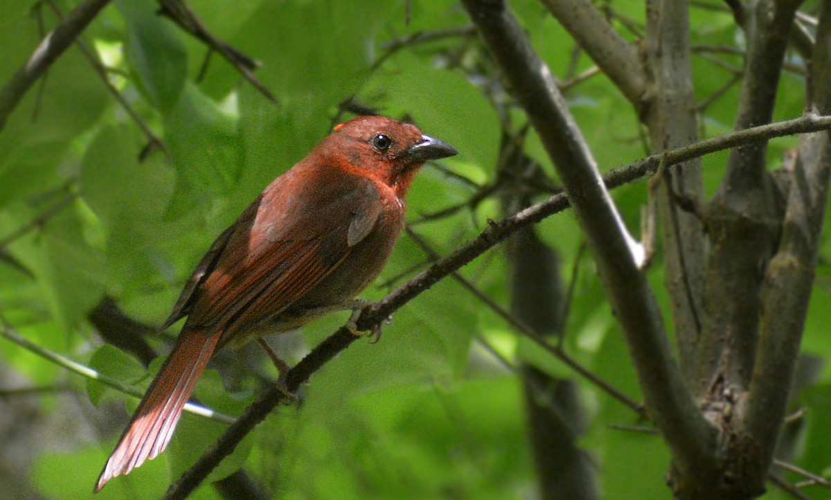 Red-crowned Ant-Tanager - Jorge Dangel