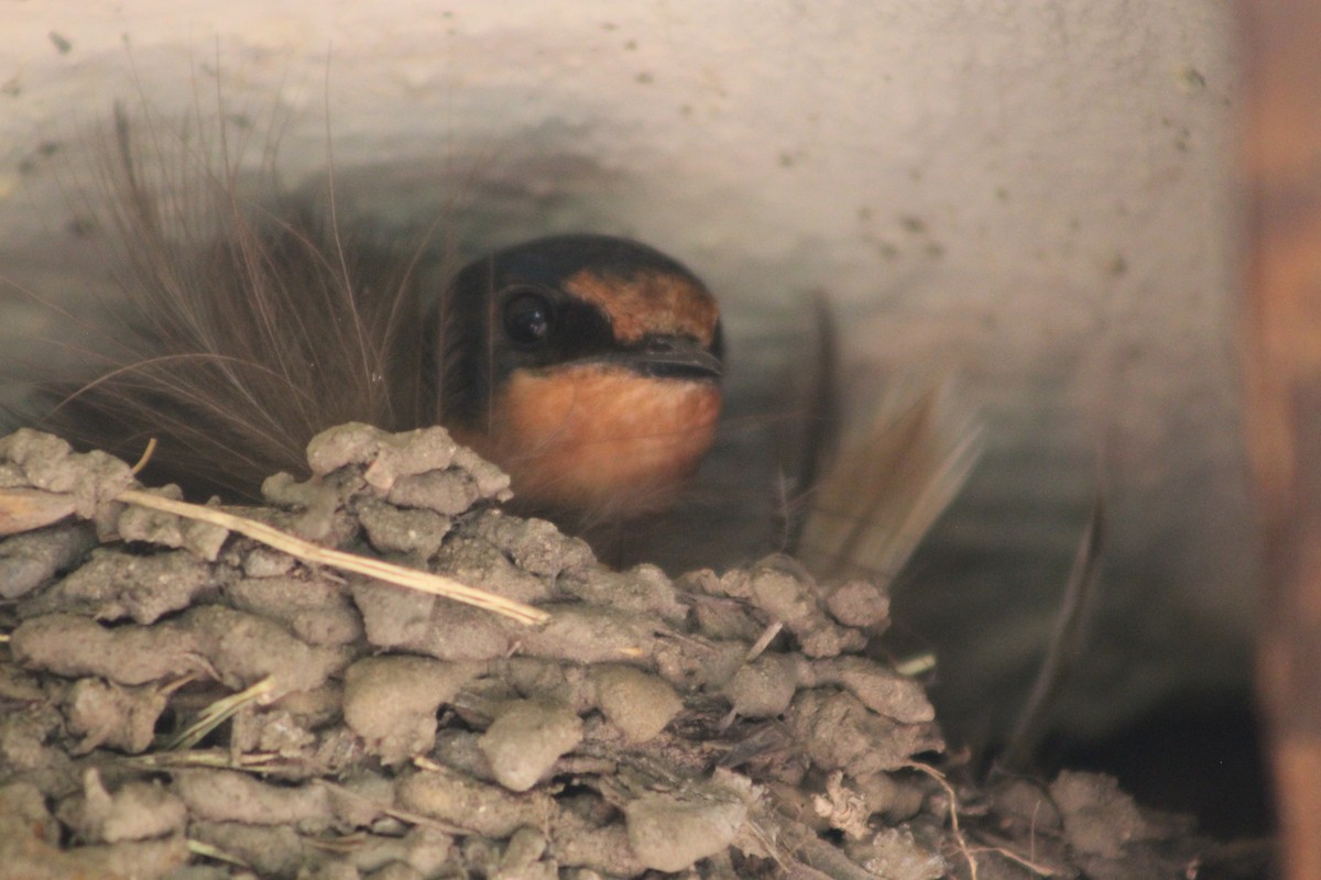 Golondrina Común - ML465250971