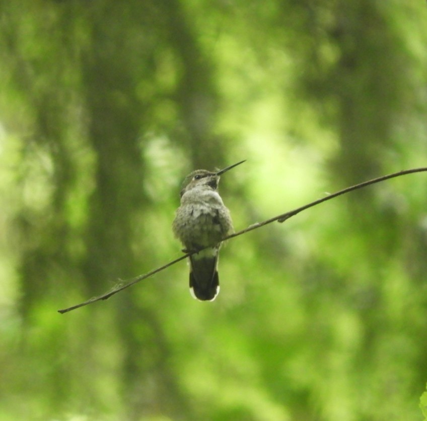 Anna's Hummingbird - Brodie Cass Talbott