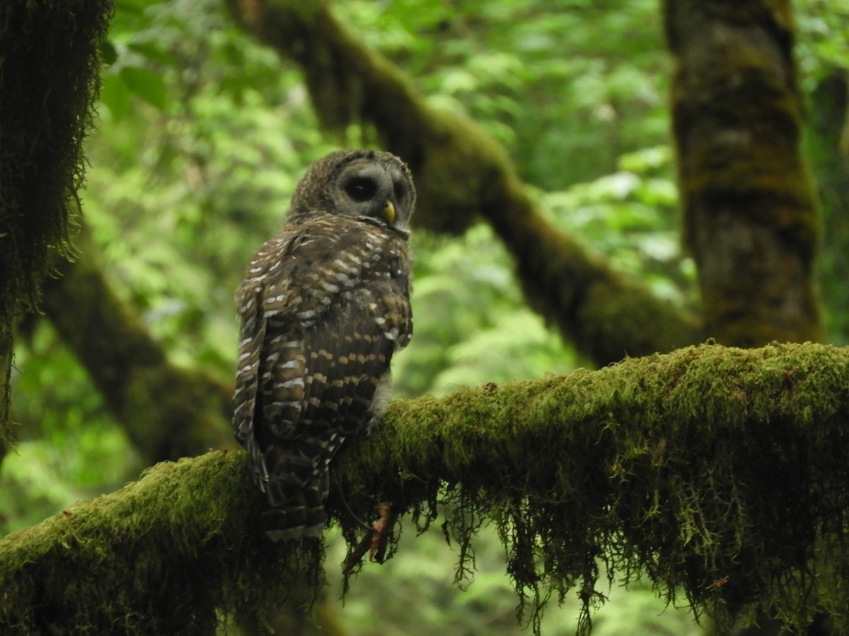 Barred Owl - Brodie Cass Talbott