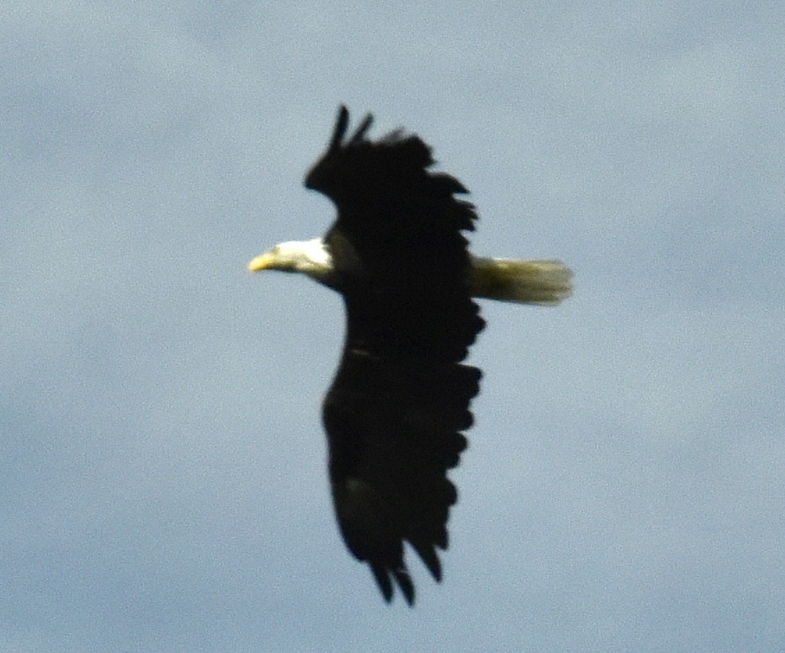 Bald Eagle - Anne Gunther