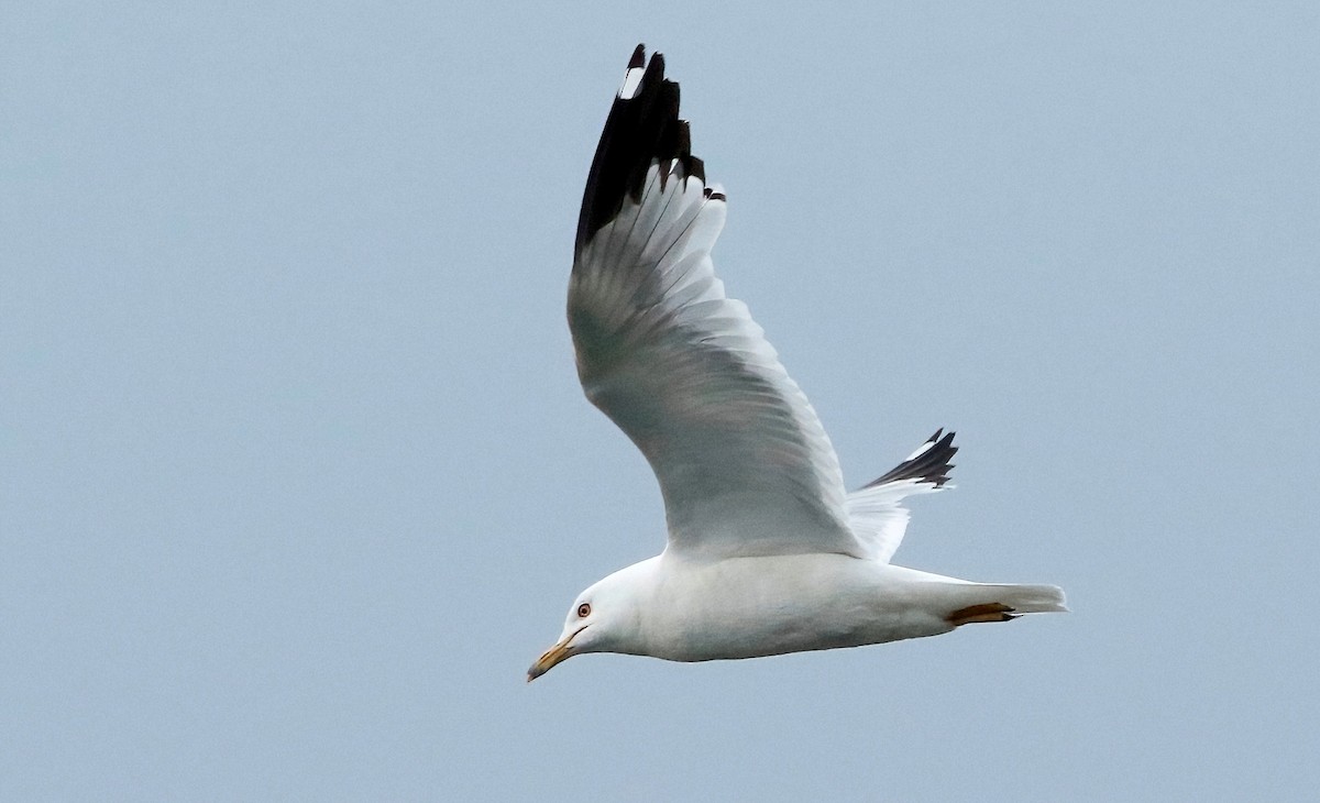 Ring-billed Gull - ML465254351