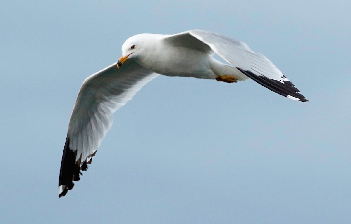 Ring-billed Gull - ML465254521