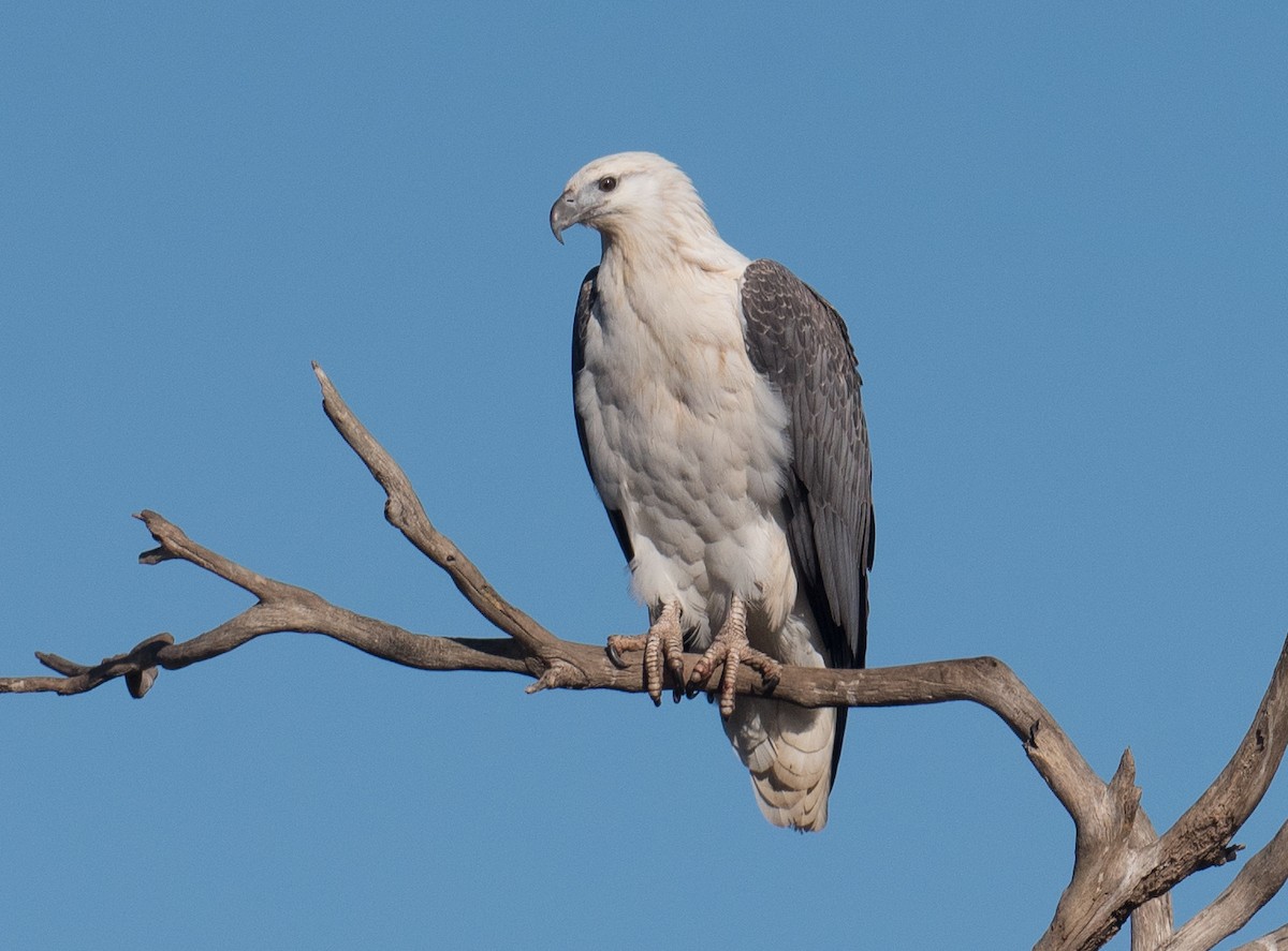 White-bellied Sea-Eagle - ML465254971