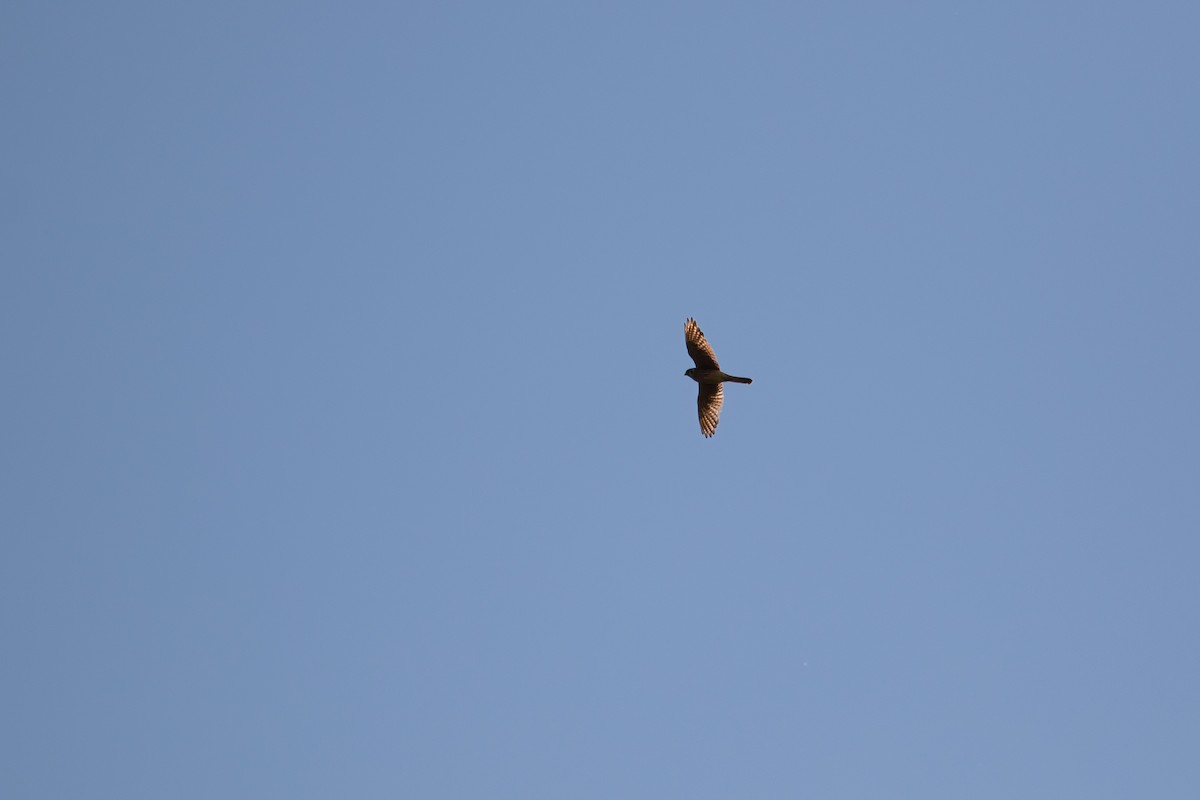 American Kestrel - ML465257291