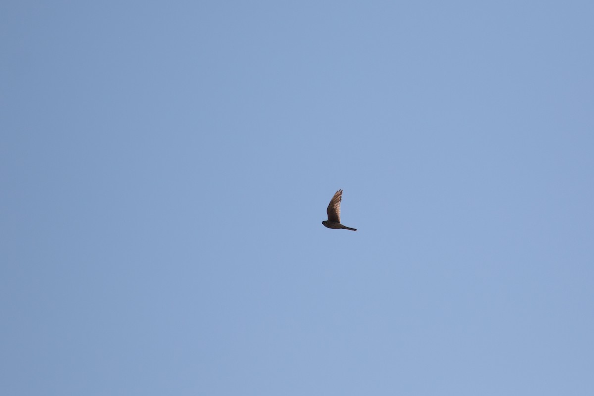 American Kestrel - Justin Saunders