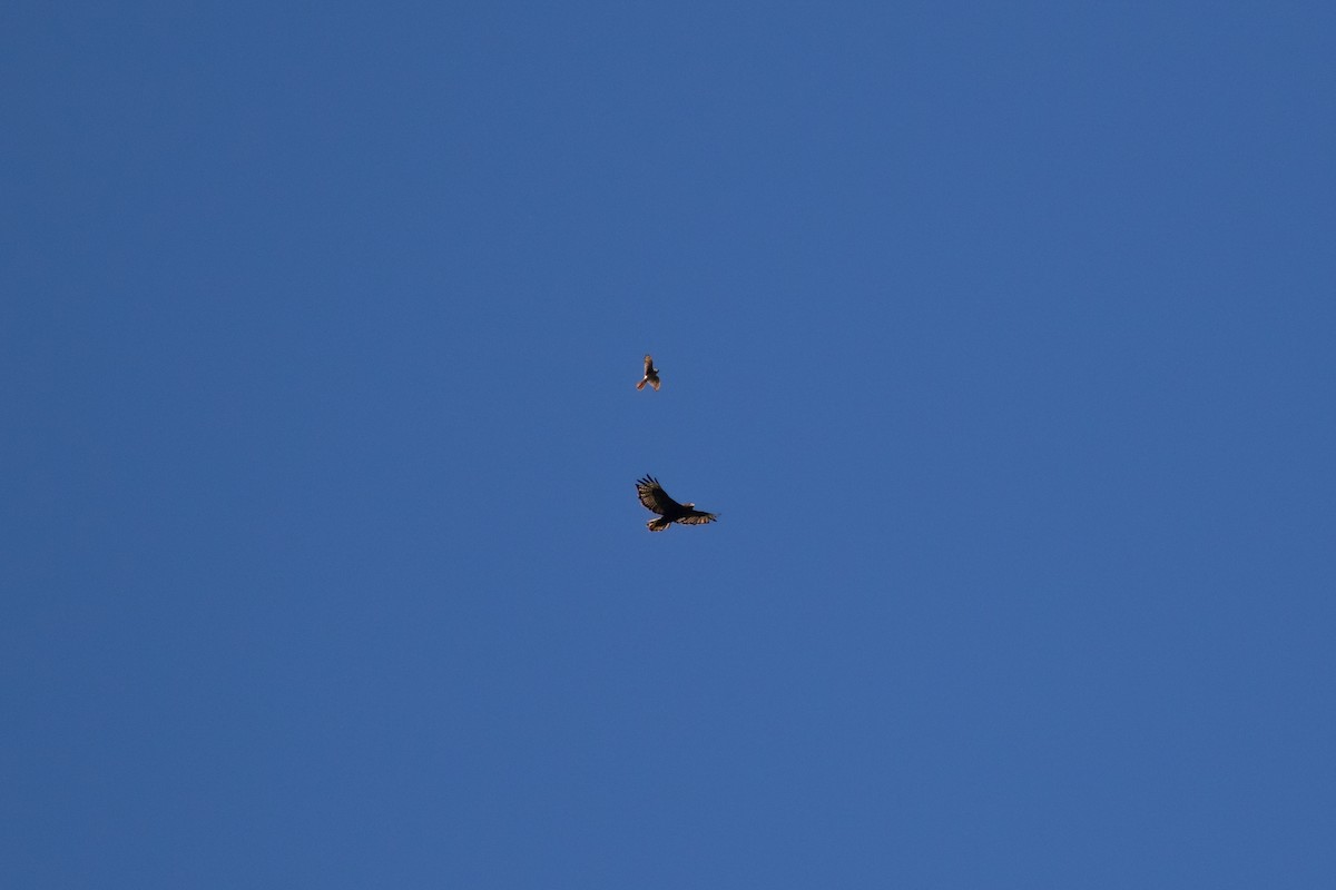 American Kestrel - ML465257491