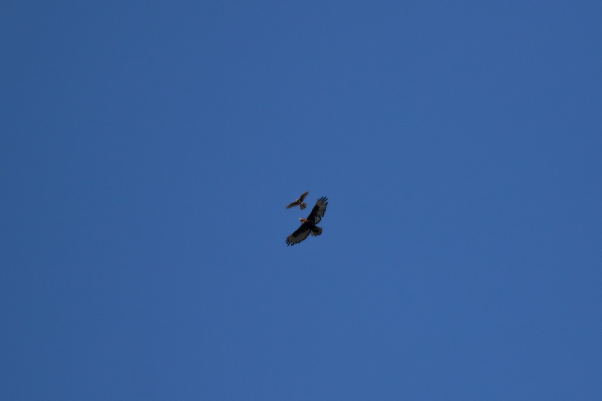 American Kestrel - ML465257511