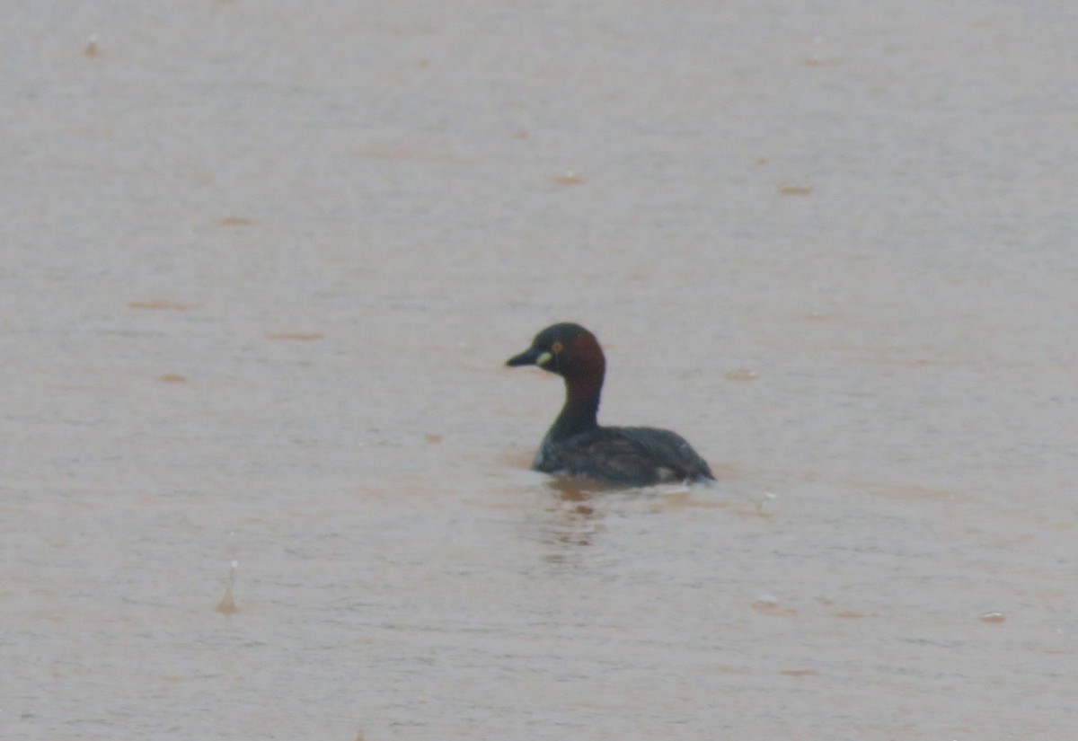 Little Grebe - ML465257591