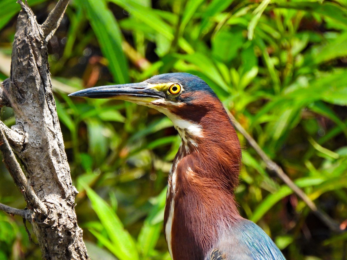 Green Heron - Matthew Krawczyk