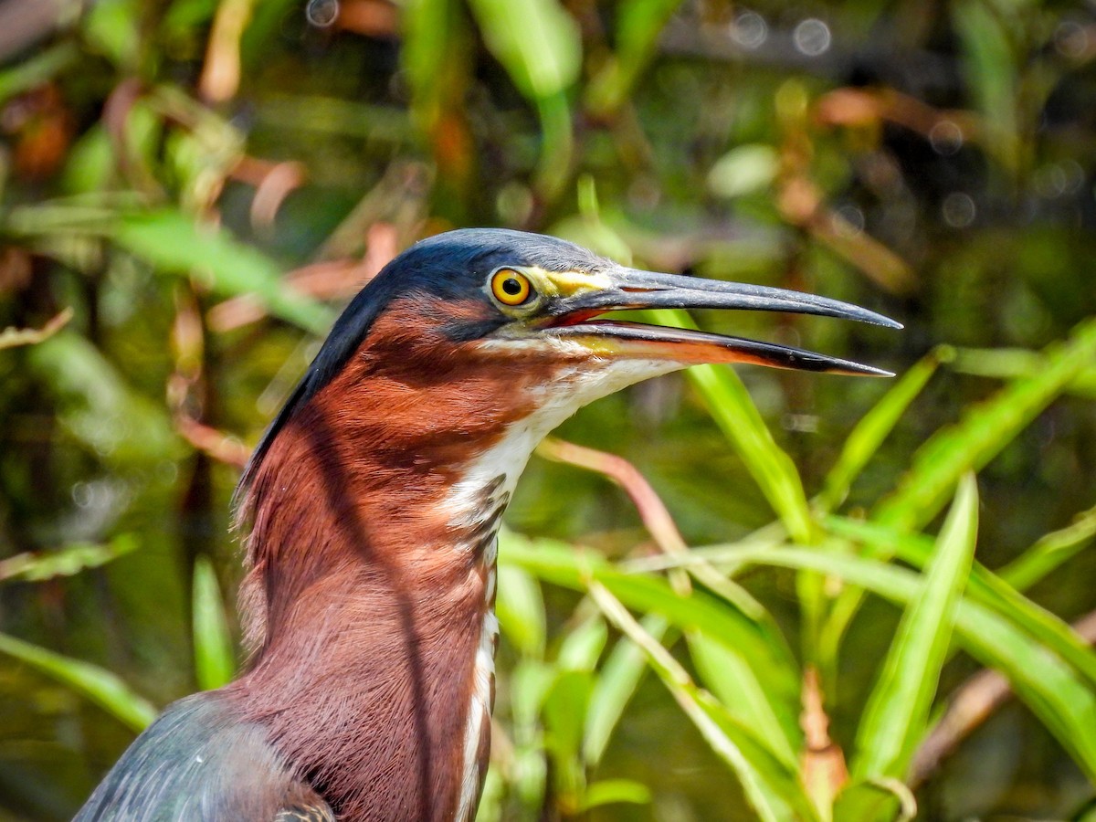 Green Heron - ML465258651