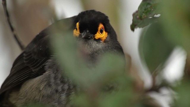 Smoky Honeyeater - ML465259