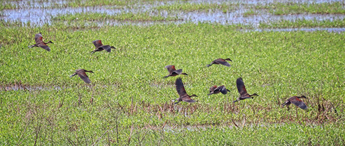 Wandering Whistling-Duck - ML465259751