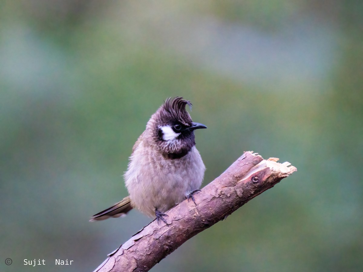 Bulbul à joues blanches - ML465259841