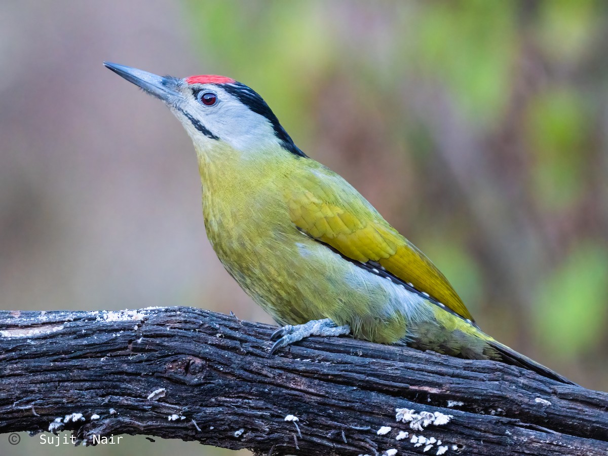 Gray-headed Woodpecker - ML465259951