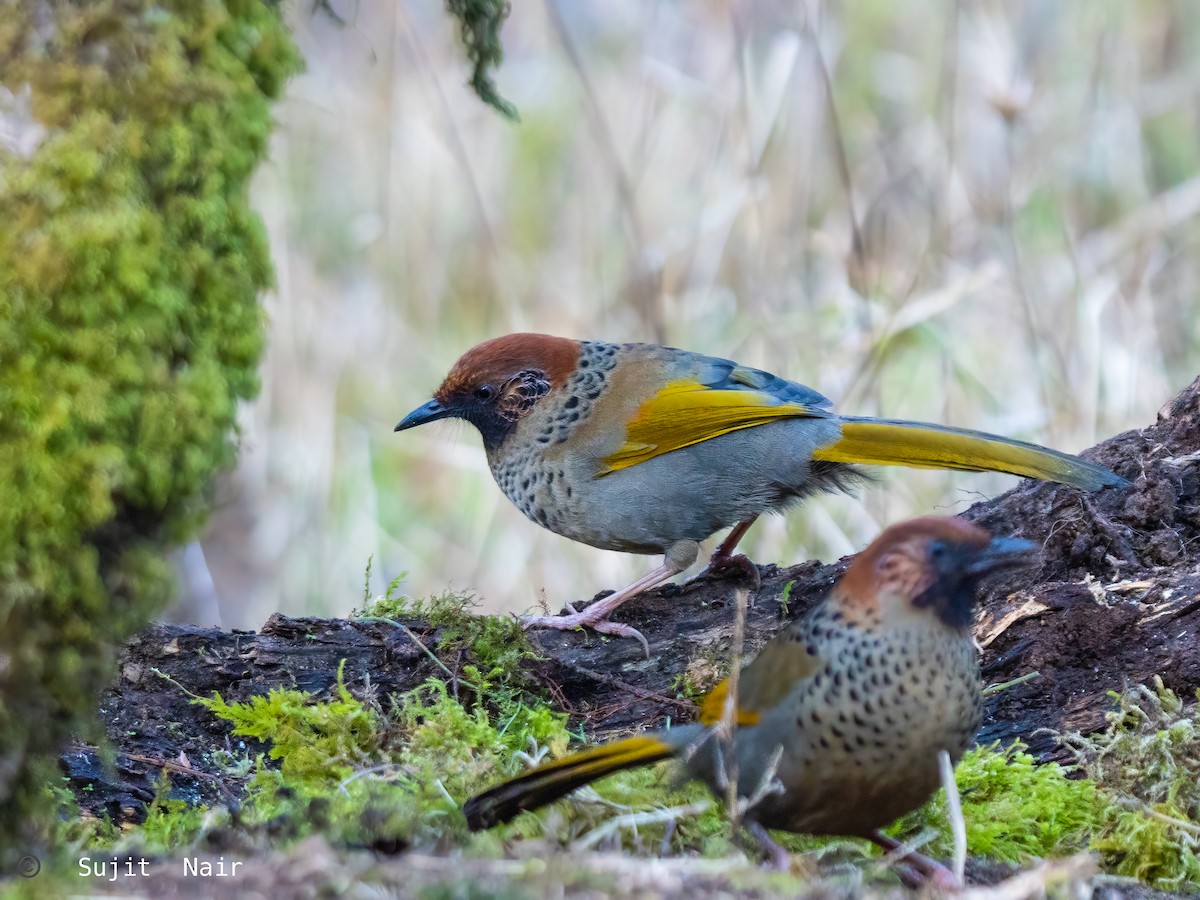 Chestnut-crowned Laughingthrush - ML465260001