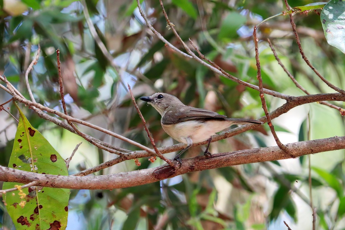 Gray Whistler - ML465260081