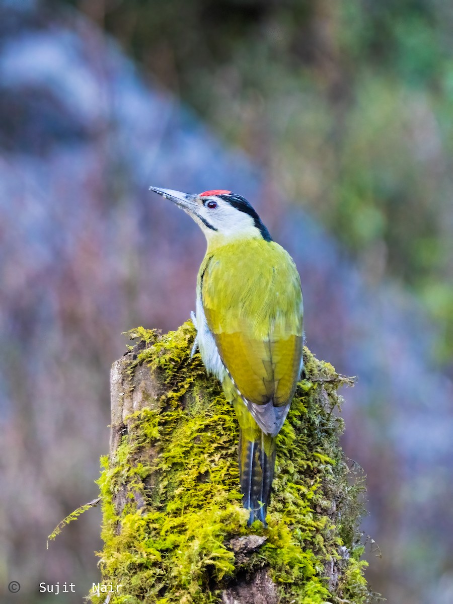 Gray-headed Woodpecker - ML465260981