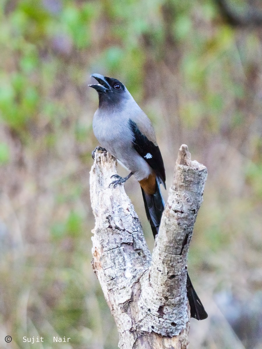 Gray Treepie - ML465261121