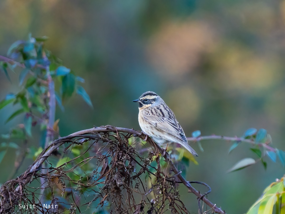 Black-throated Accentor - ML465261281