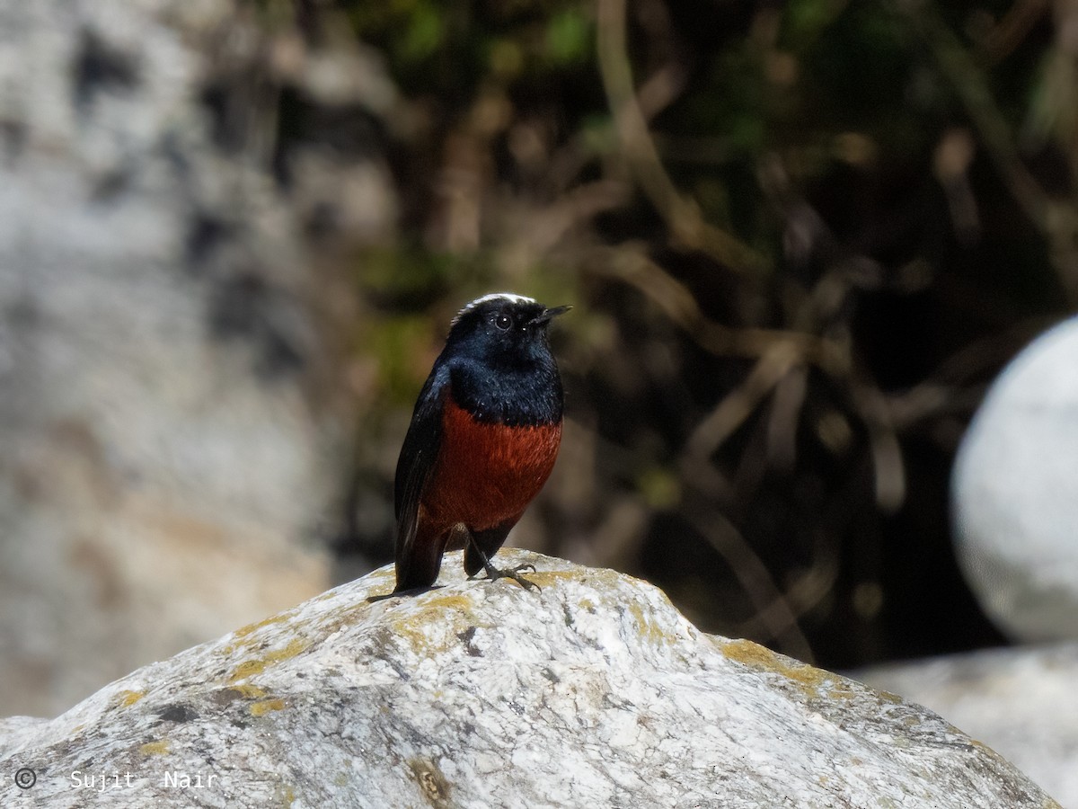 White-capped Redstart - ML465261701