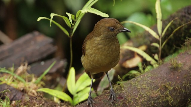 Crested Satinbird - ML465262