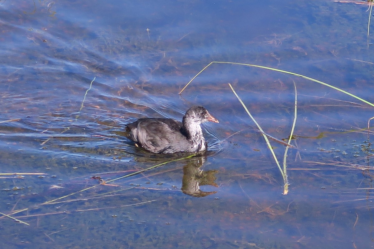 Eurasian Coot - ML465262621