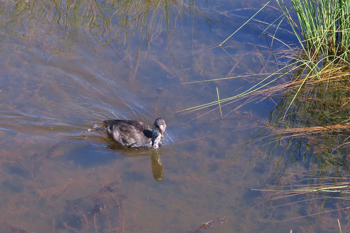 Eurasian Coot - ML465262641