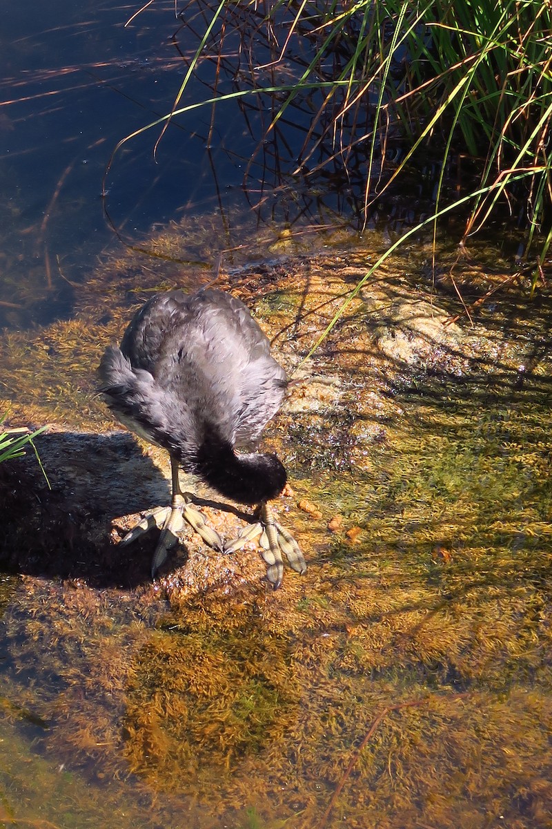 Eurasian Coot - ML465262651