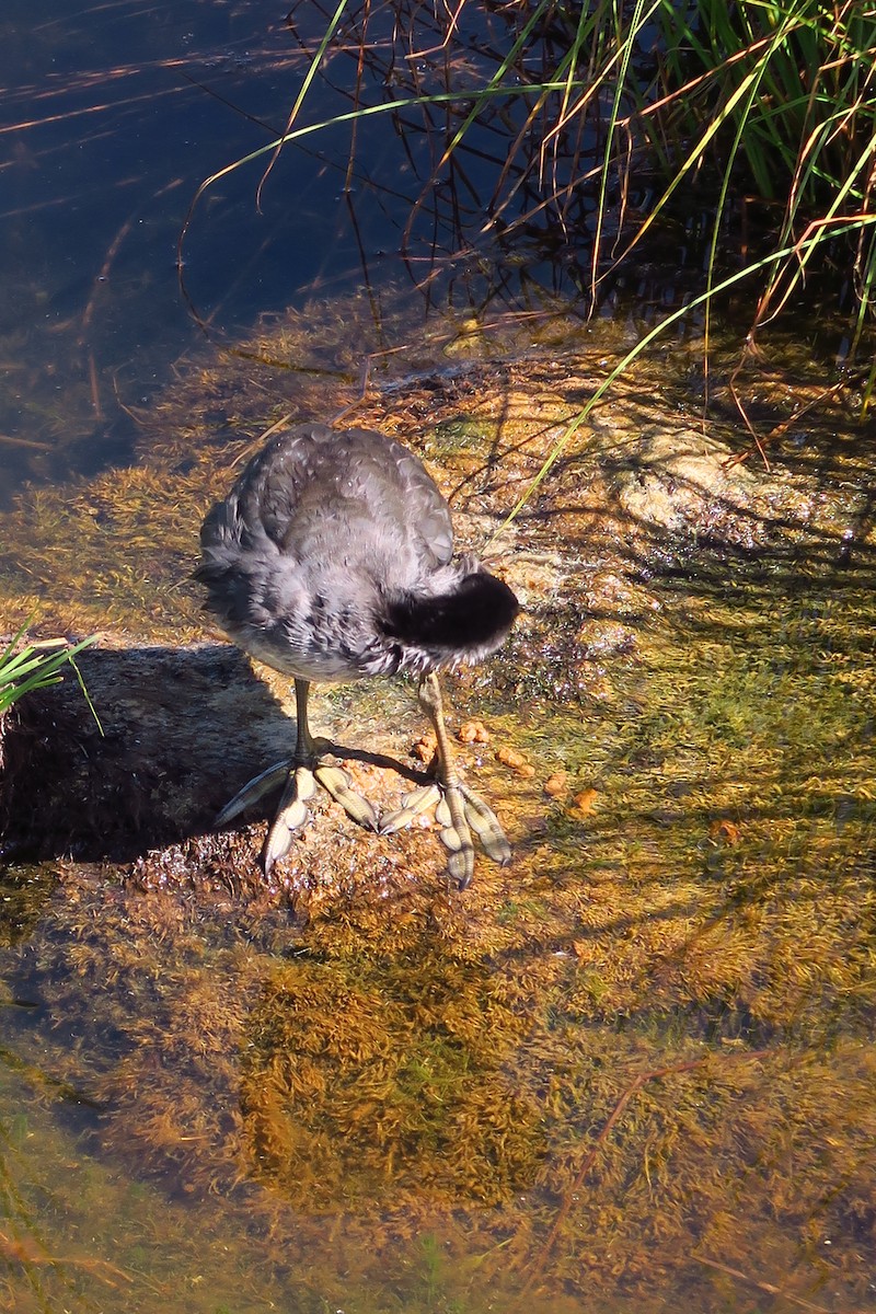 Eurasian Coot - ML465262661