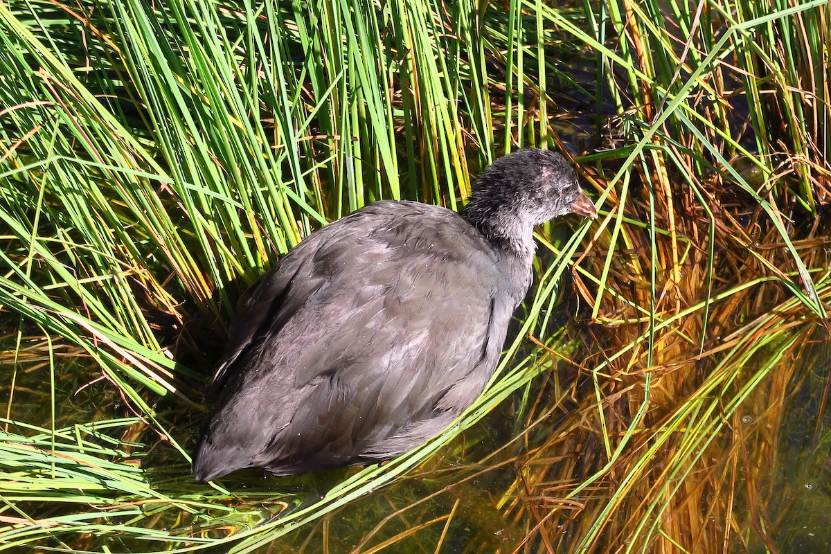 Eurasian Coot - ML465262681