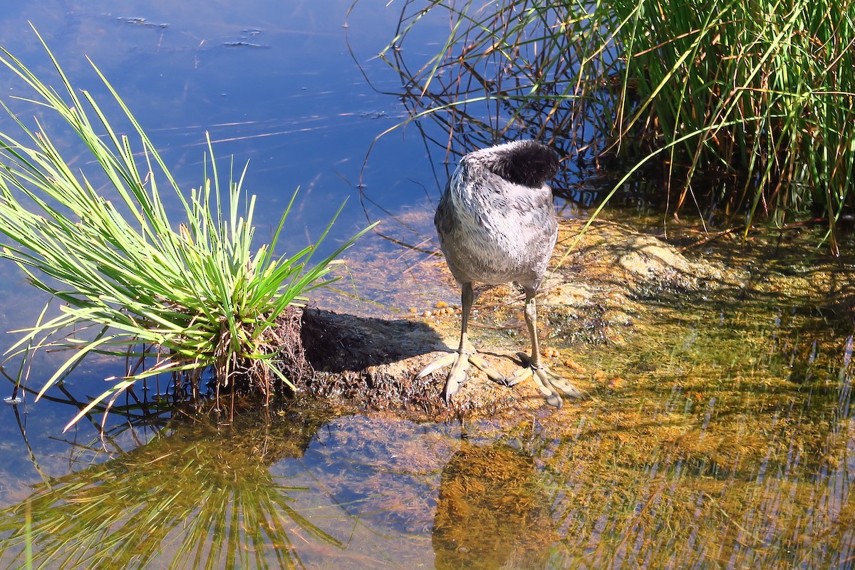 Eurasian Coot - ML465262731