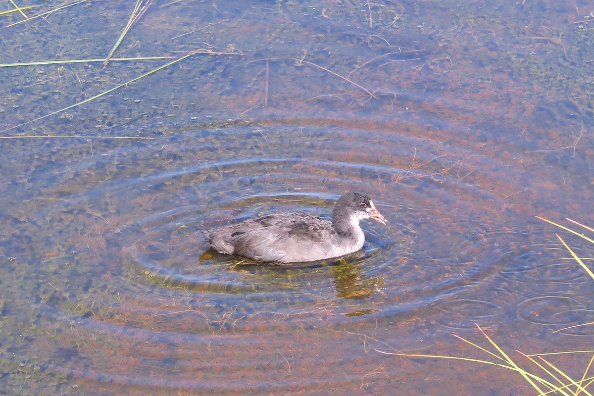 Eurasian Coot - ML465262751