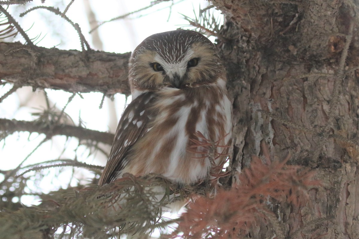 Northern Saw-whet Owl - ML46526281