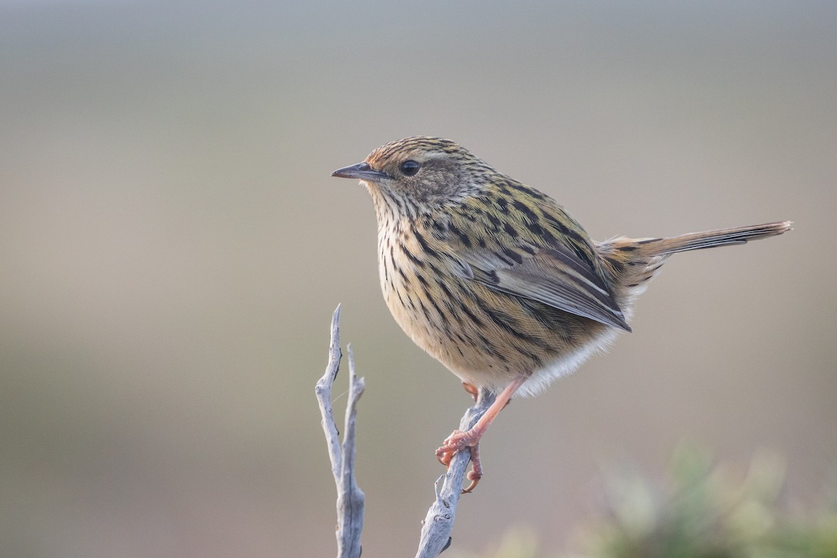 Striated Fieldwren - Tanner Martin