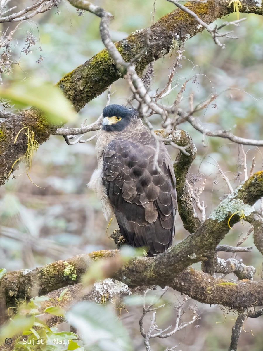 Crested Serpent-Eagle - ML465263701