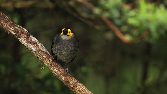 Smoky Honeyeater - ML465264