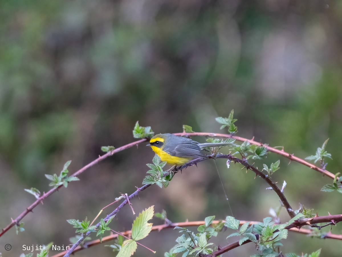 Yellow-bellied Fairy-Fantail - ML465264061