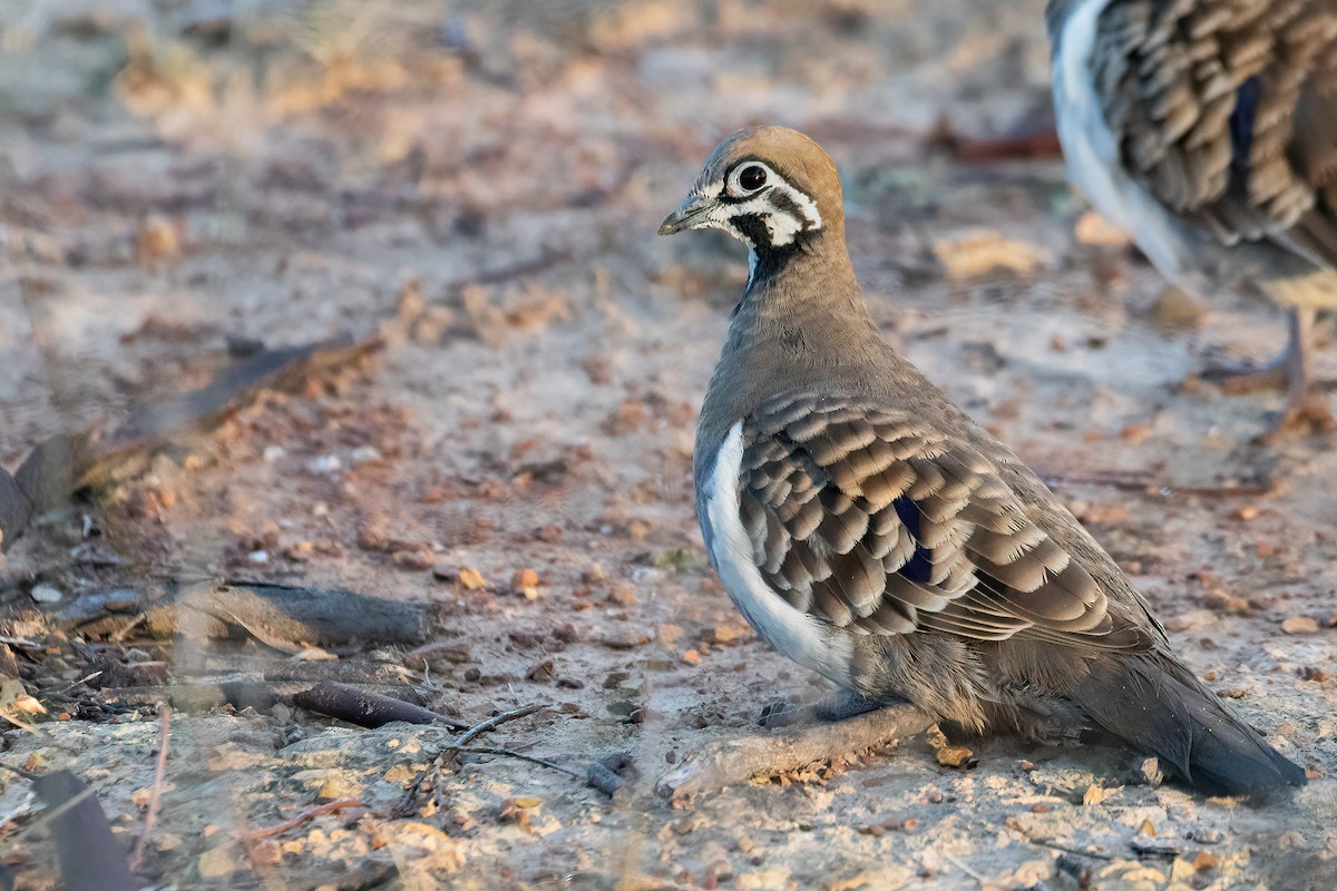 Squatter Pigeon - ML465266251